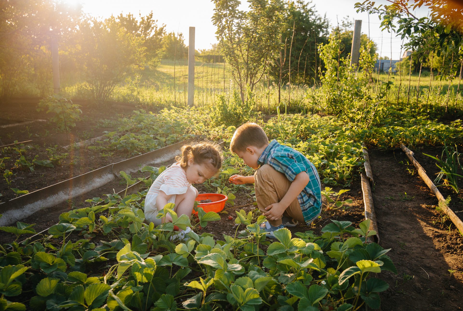 enfants dans un potager