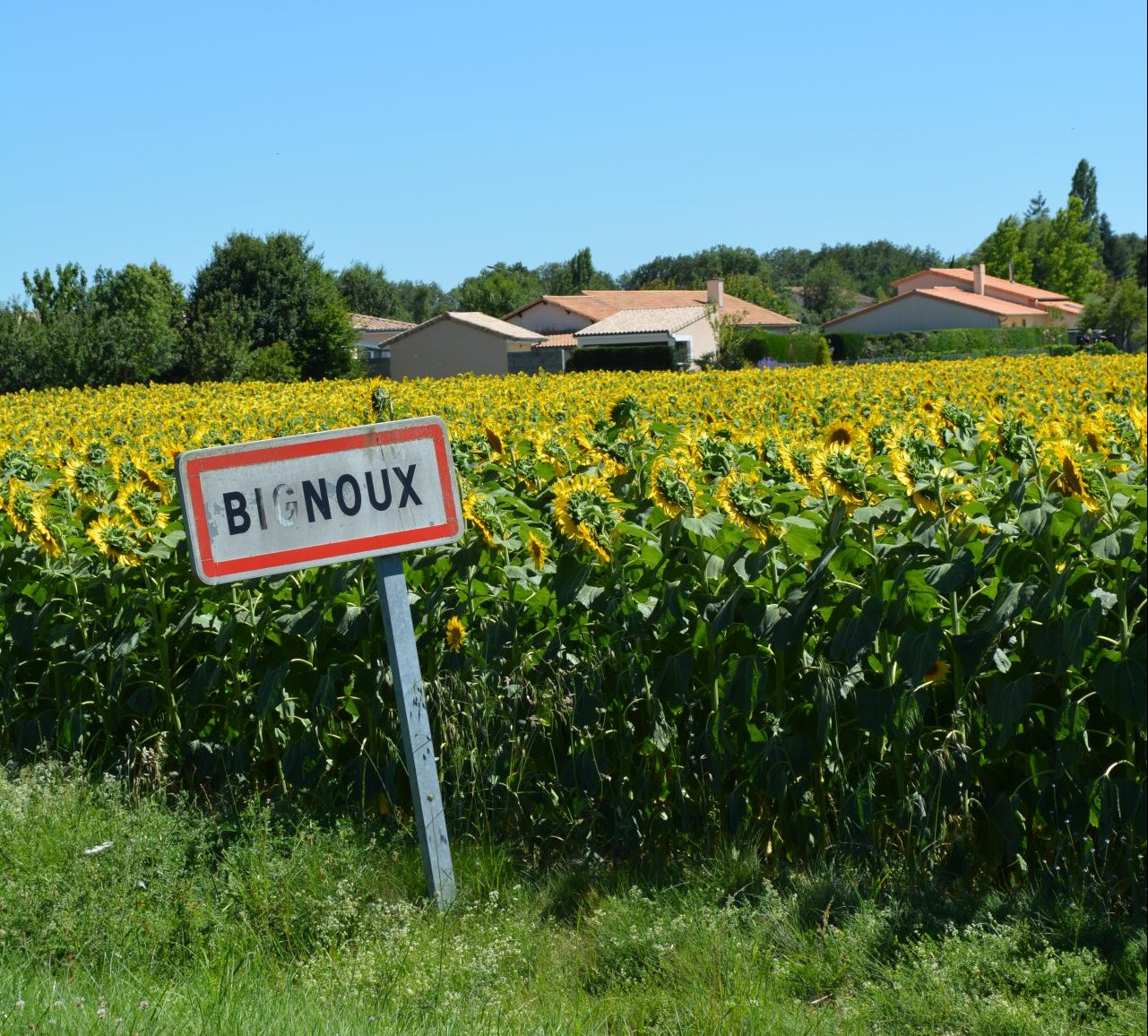 panneau d'entrée dans bignoux devant un champs de tournesol